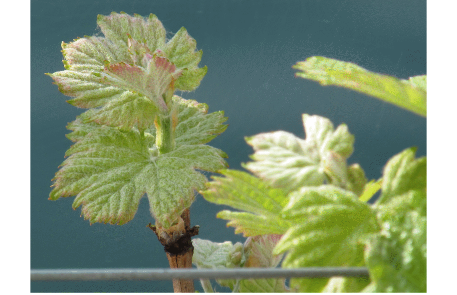 cantina silbernagl primavera