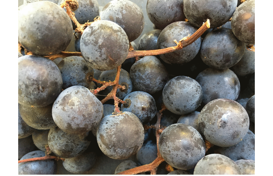 cantina silbernagl autunno